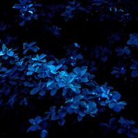 آهنگ Wildflower (Orchestral (D3lt4 arrang.) از Billie Eilish , D3lt4 , Luis Melendez | توگوش Toogoosh