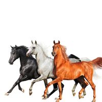 Old Town Road - Diplo Remix - Lil Nas X , Diplo , Billy Ray Cyrus | Toogoosh