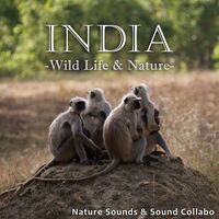 Wildlife and Nature in the Morning in Bandhavgarh National Park #2 - Sound Collabo , Nature Sounds | Toogoosh